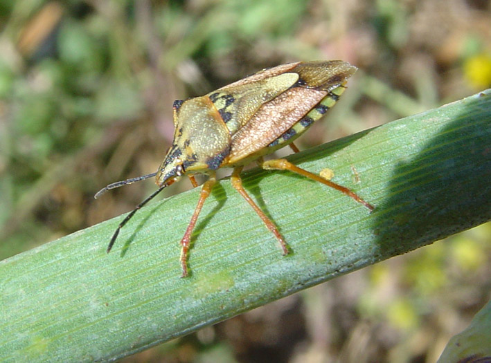 Carpocoris mediterraneus atlanticus