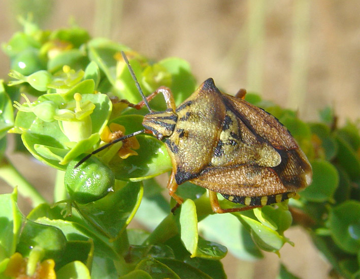 Carpocoris mediterraneus atlanticus