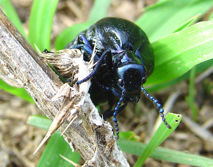 A proposito di meloidae. Meloe autumnalis e M. mediterraneus