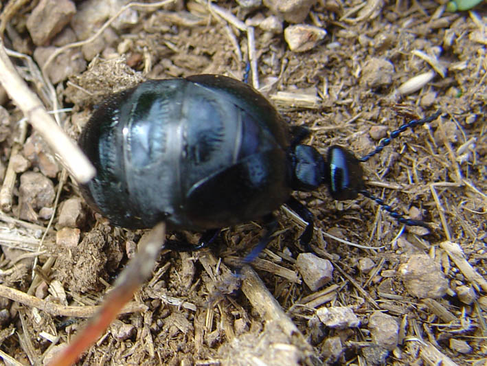 A proposito di meloidae. Meloe autumnalis e M. mediterraneus