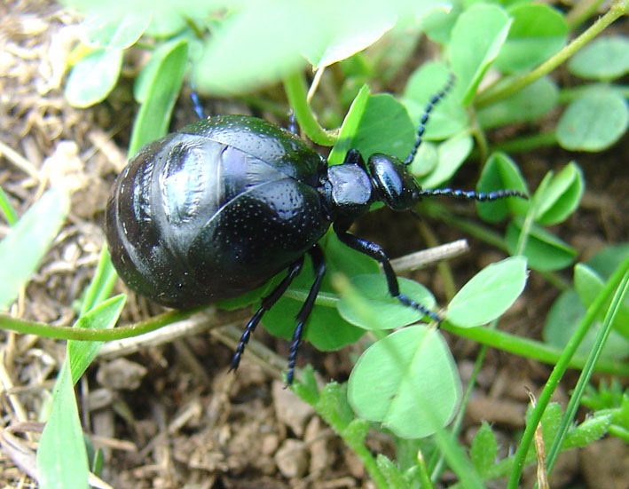 A proposito di meloidae. Meloe autumnalis e M. mediterraneus