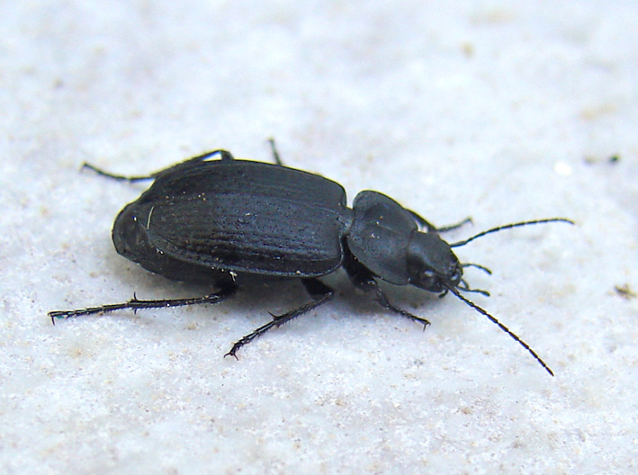 Licinus punctatulus e  Laemostenus algerinus