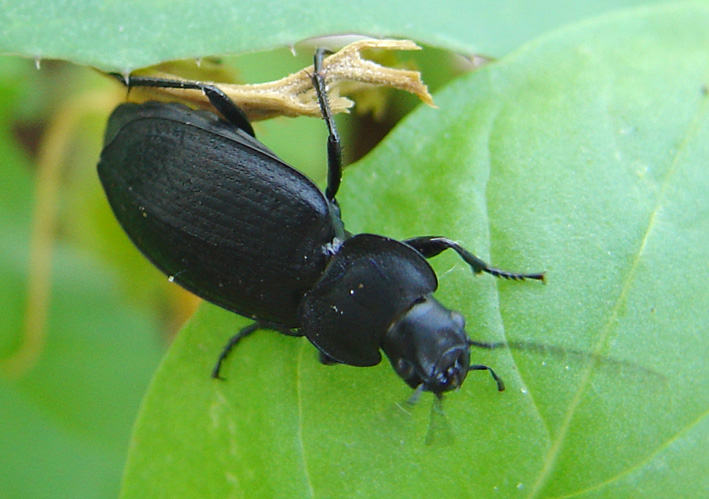 Licinus punctatulus e  Laemostenus algerinus