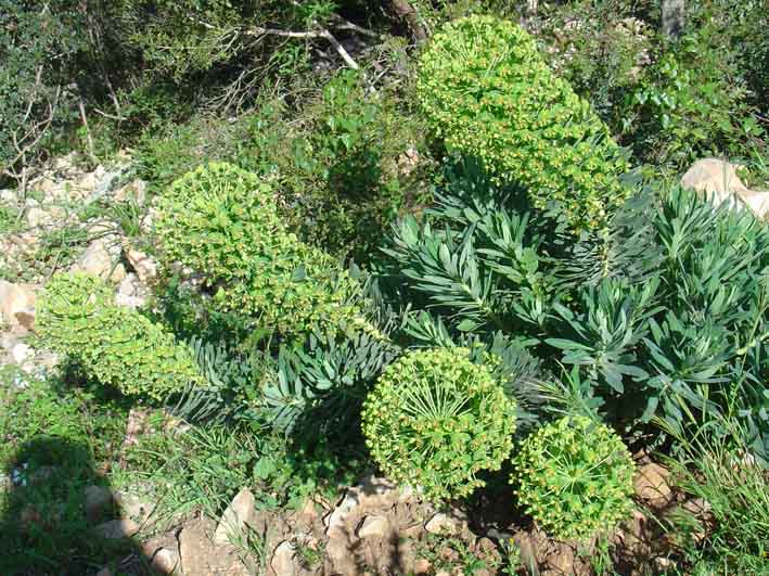 Euphorbia characias / Euforbia cespugliosa