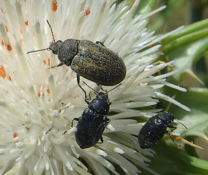 Mycterus umbellatarum (Coleoptera, Mycteridae)
