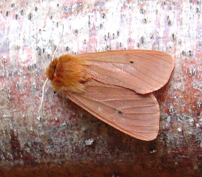 Phragmatobia fuliginosa