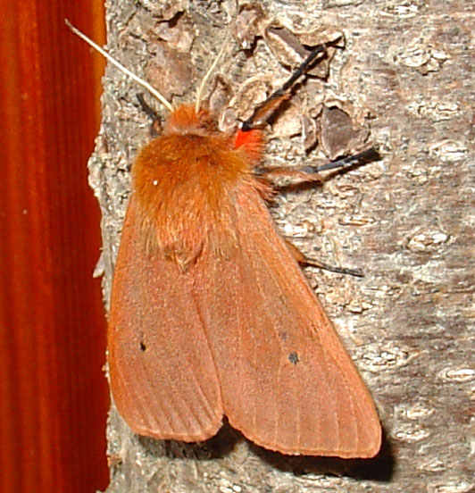 Phragmatobia fuliginosa