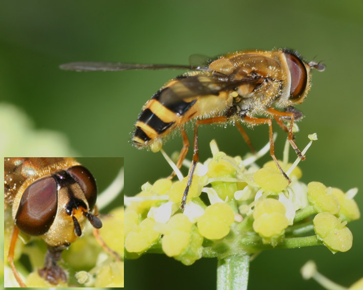 Syrphus ribesii (Diptera, Syrphidae)