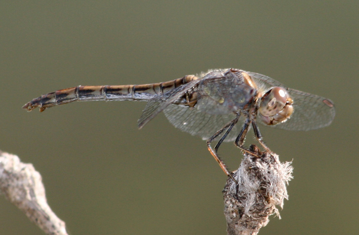 Libellule di campo