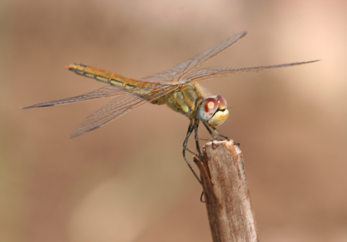 Libellule di campo