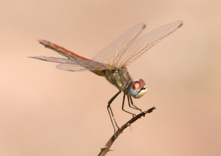 Libellule di campo