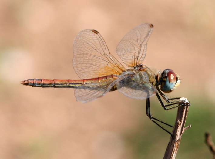 Libellule di campo