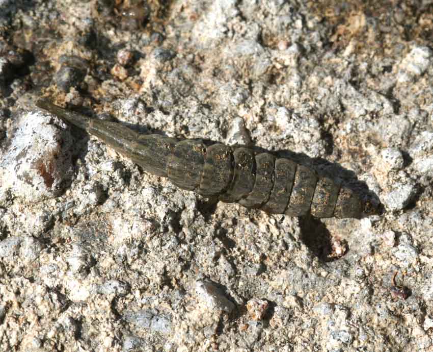 Pupe di un dittero Stratiomyidae