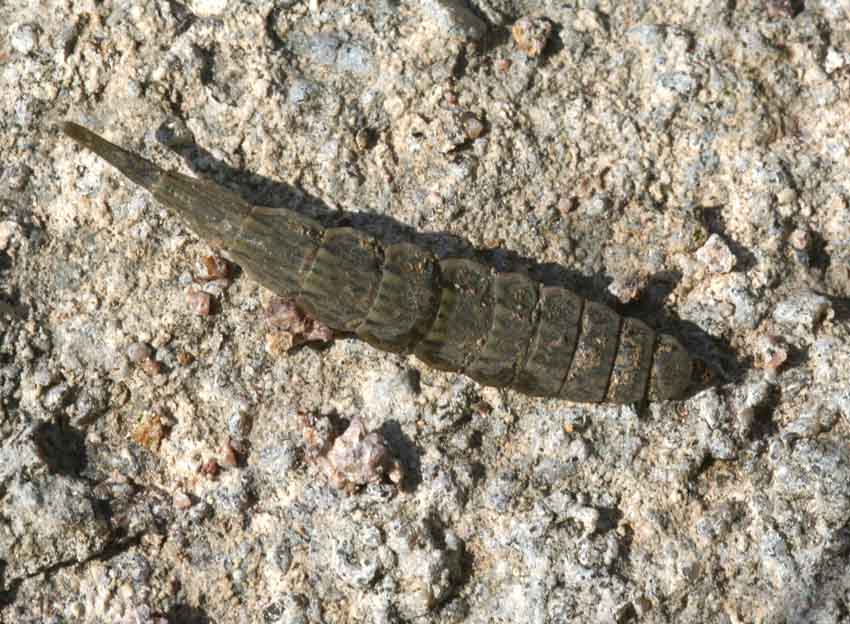 Pupe di un dittero Stratiomyidae