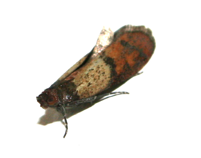Microfalena: Plodia interpunctella (Pyralidae)