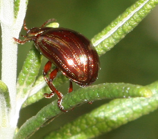 Chrysolina americana  sul rosmarino spontaneo.