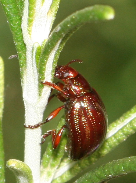 Chrysolina americana  sul rosmarino spontaneo.