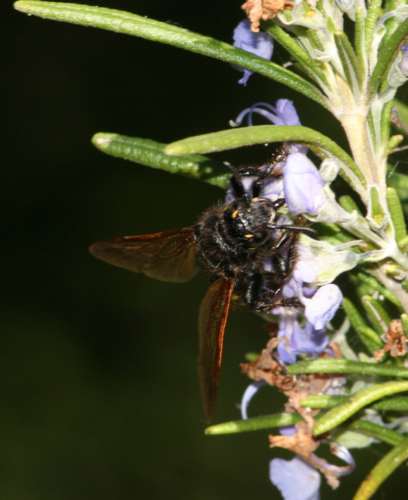 Scolia: Colpa interrupta (= sexmaculata)