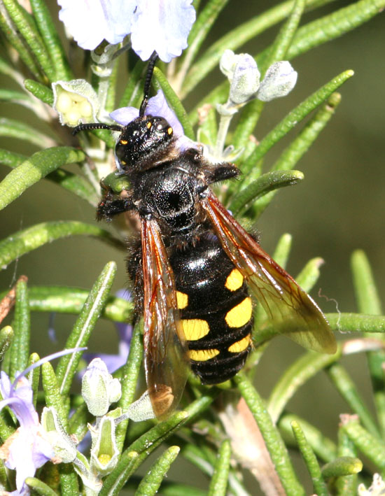 Scolia: Colpa interrupta (= sexmaculata)