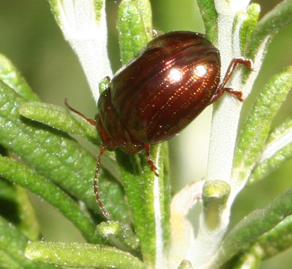 Chrysolina americana  sul rosmarino spontaneo.