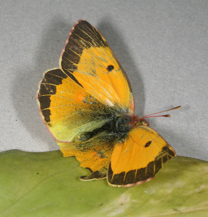 Colias crocea