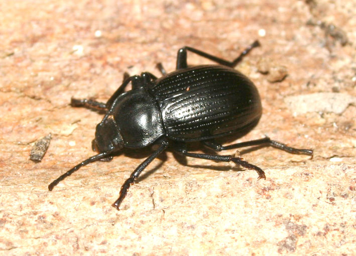 Probaticus ebeninus (Coleoptera, Tenebrionidae)