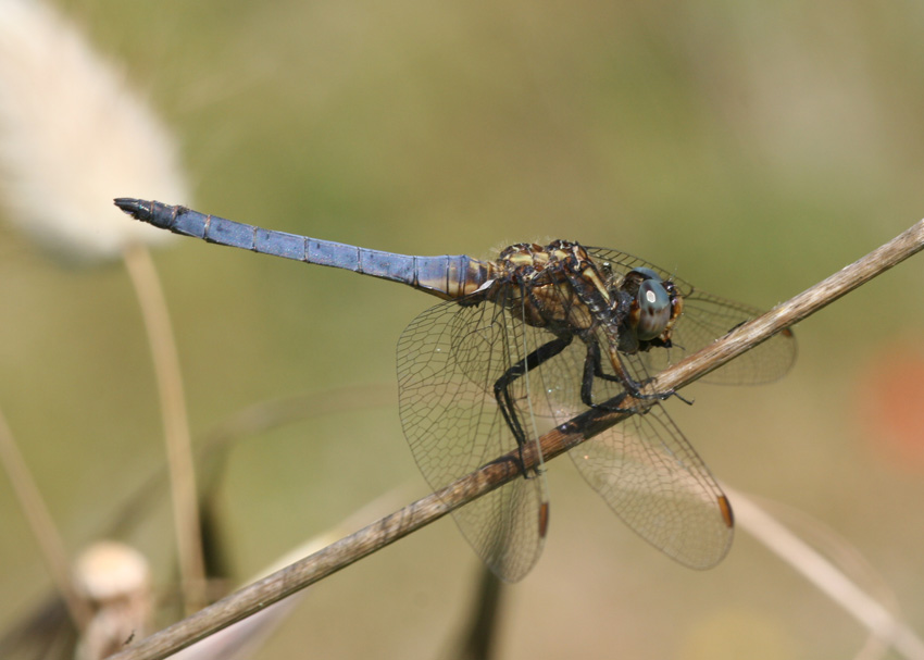 Orthetrum coerulescens (Odonata, Libellulidae)