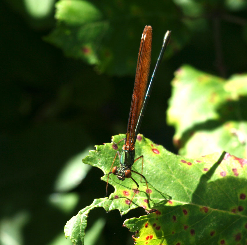 2 libellule da identificare.