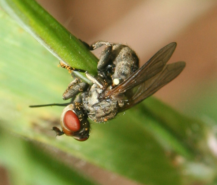 Dittero Conopidae: Zodion cinereum