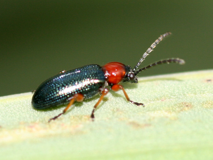 Chrysomelidae: Oulema sp. e Cantharidae:  Cantharis praecox