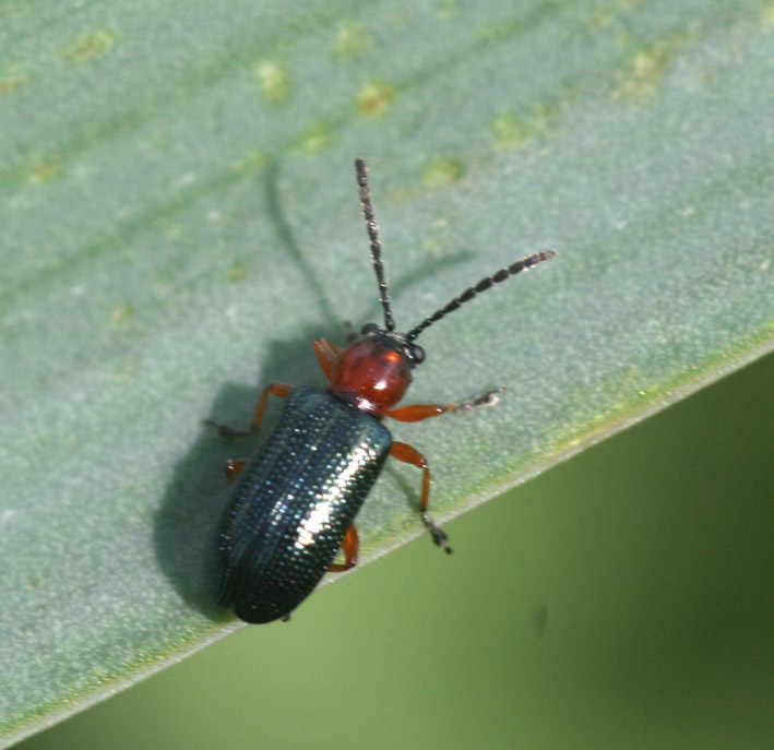 Chrysomelidae: Oulema sp. e Cantharidae:  Cantharis praecox