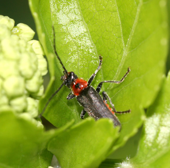 Chrysomelidae: Oulema sp. e Cantharidae:  Cantharis praecox
