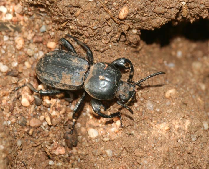 Tenebrionidae scavatore: Scaurus striatus