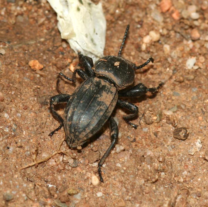 Tenebrionidae scavatore: Scaurus striatus