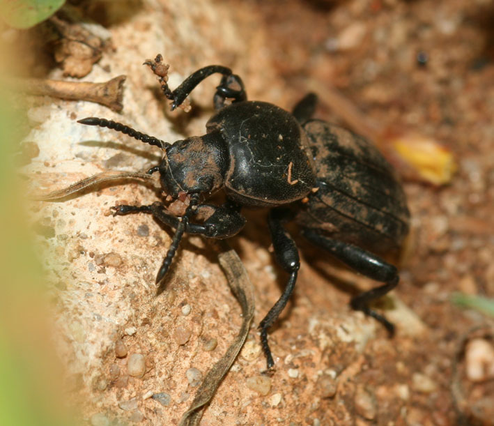 Tenebrionidae scavatore: Scaurus striatus