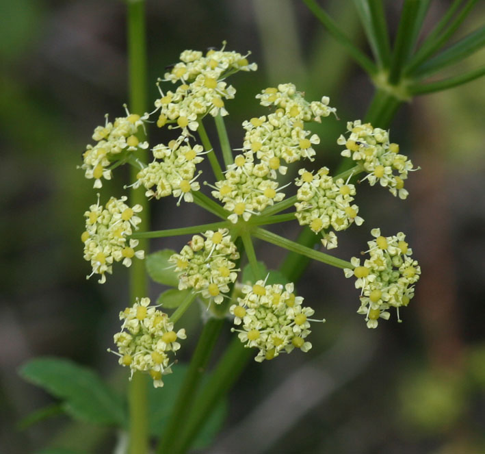 Smyrnium olusatrum / Corinoli comune, Macerone