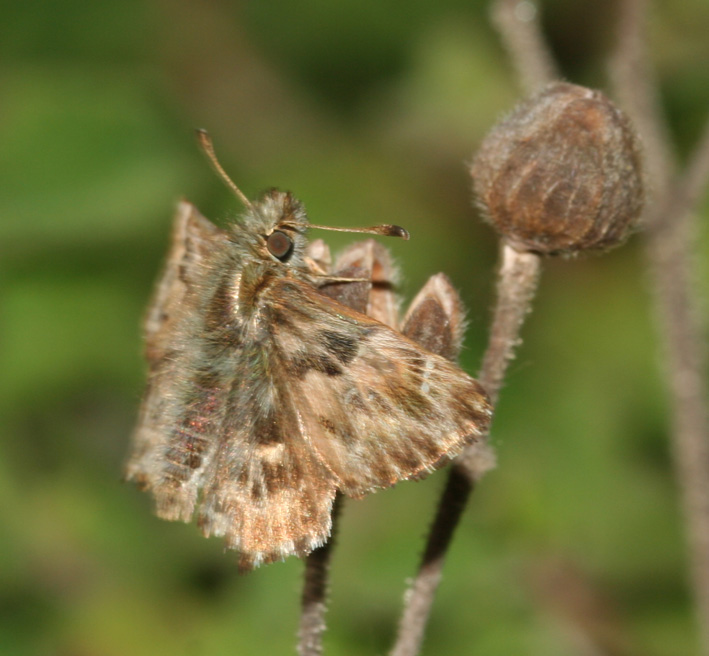 Carcharodus alceae