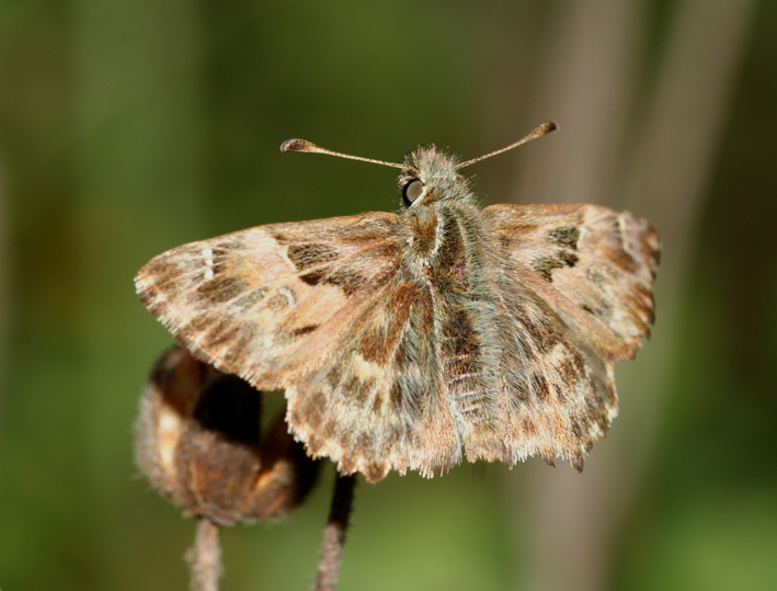 Carcharodus alceae