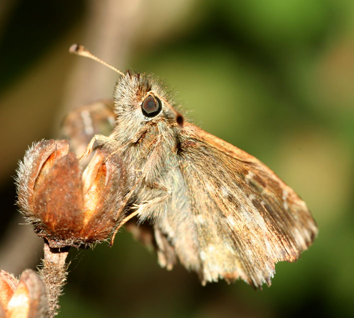 Carcharodus alceae