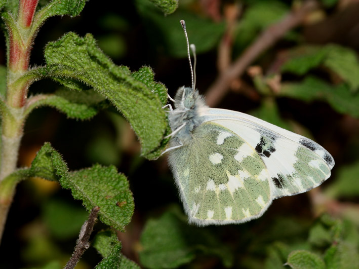 Pontia daplidice