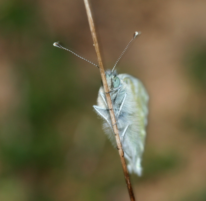 Pontia daplidice