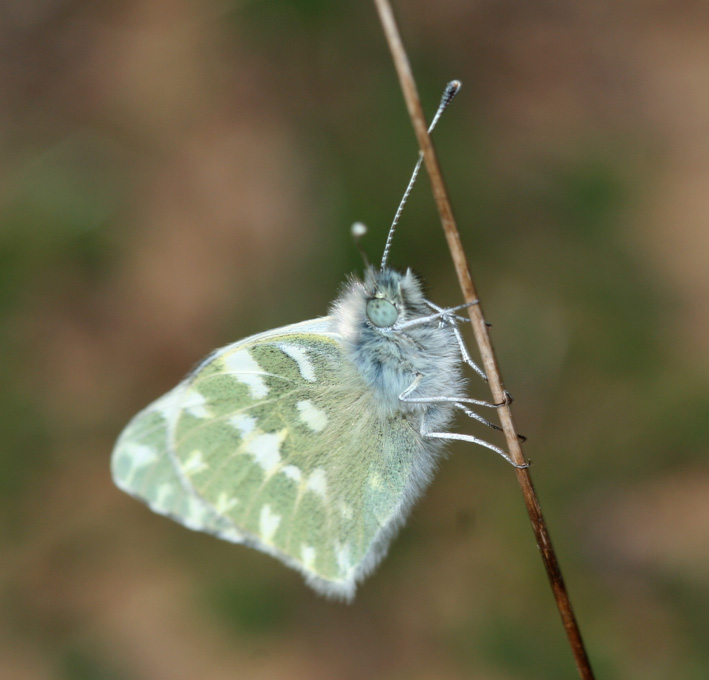 Pontia daplidice