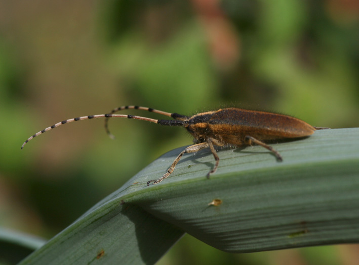 Agapanthia asphodeli e A. cynarae (Col., Cerambycidae)