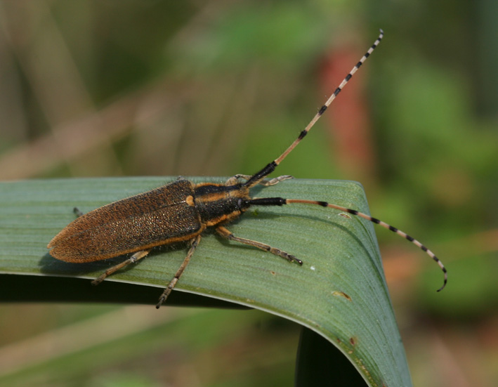 Agapanthia asphodeli e A. cynarae (Col., Cerambycidae)