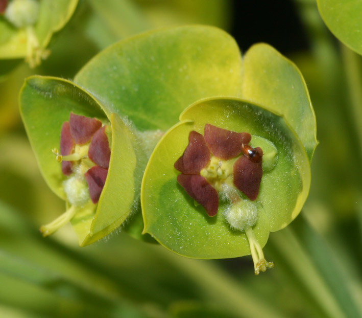 Euphorbia characias / Euforbia cespugliosa