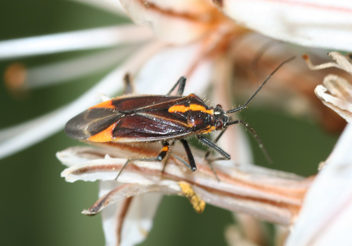 Horistus (Primihoristus) orientalis sui fiori d''asfodelo.