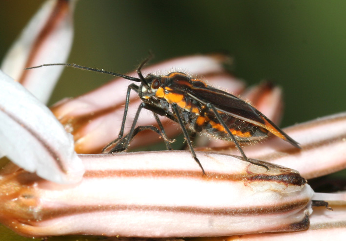 Horistus (Primihoristus) orientalis sui fiori d''asfodelo.