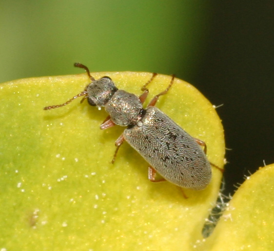 Microcoleottero sull''euforbia: Danacea sp. (Dasytidae)