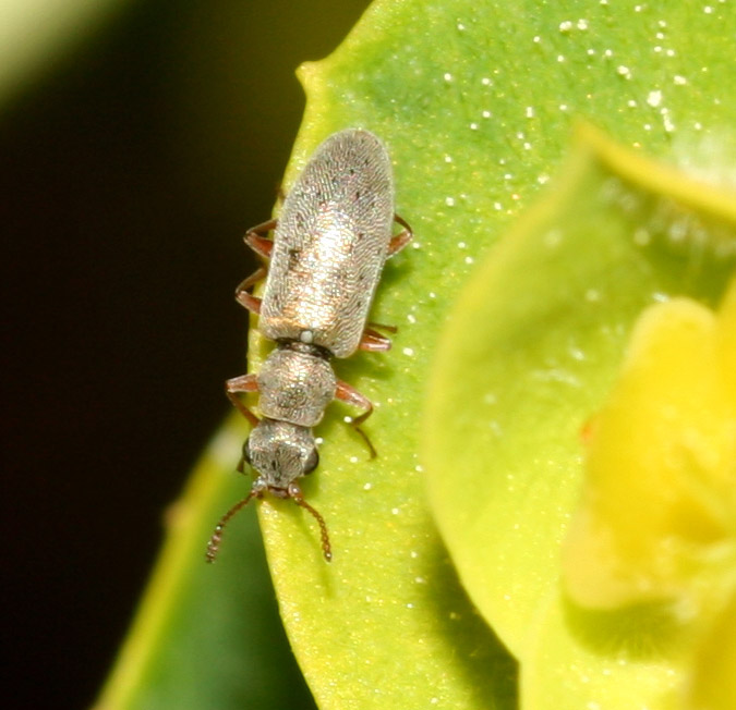 Microcoleottero sull''euforbia: Danacea sp. (Dasytidae)