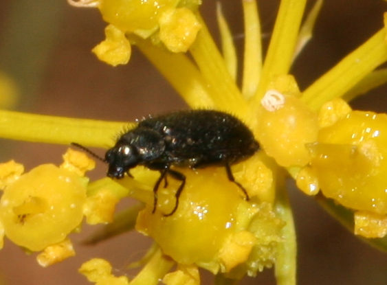 Dasytidae